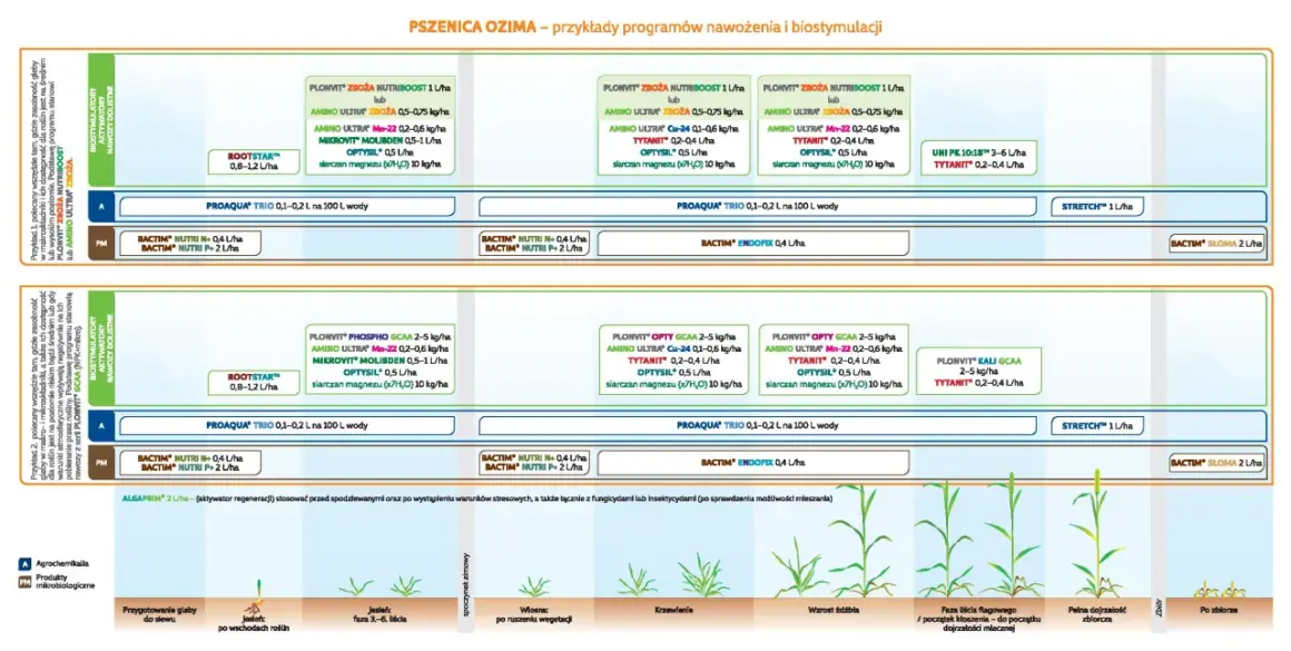 Programy nawożenia i biostymulacji pszenicy ozimej: przykłady, dawki i fazy rozwoju roślin. Kluczowe dla pszenica bilans.