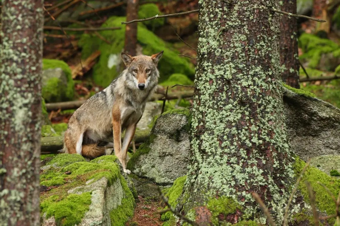 Un lobo gris posa entre rocas cubiertas de musgo en un bosque.