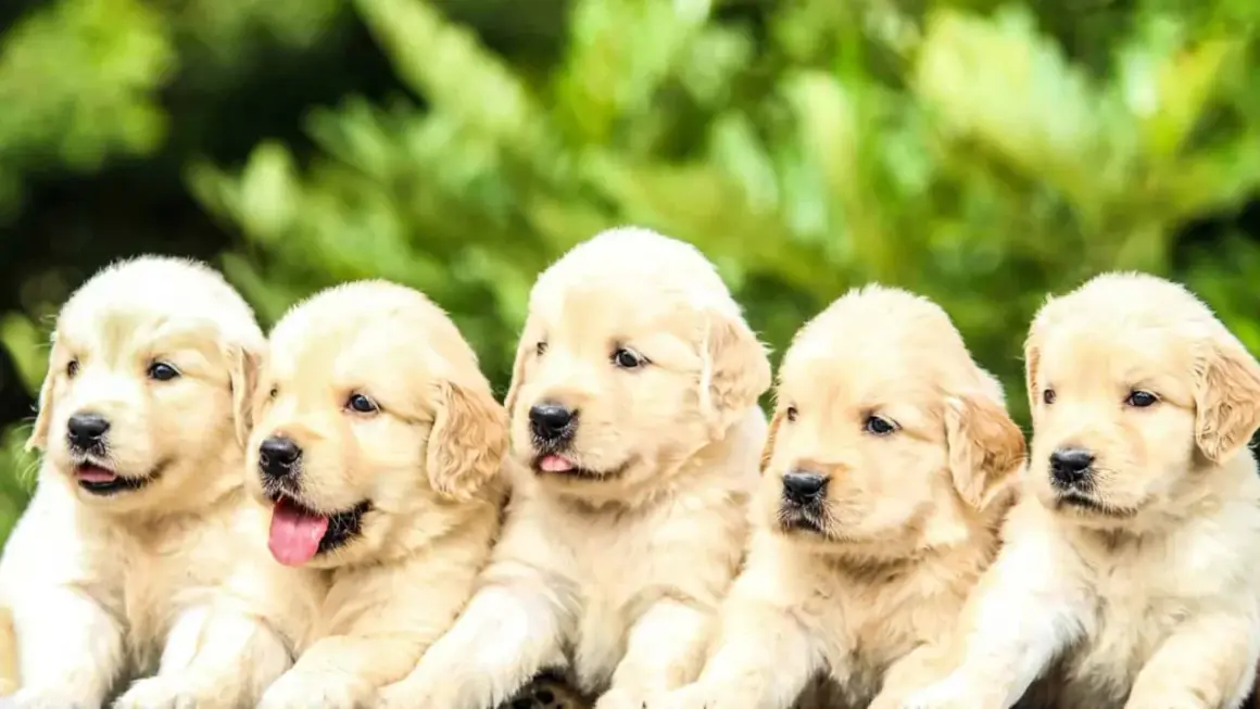 Fem bedårande golden retriever-valpar sitter tillsammans. Vilket gulligt valp namn skulle passa dem?