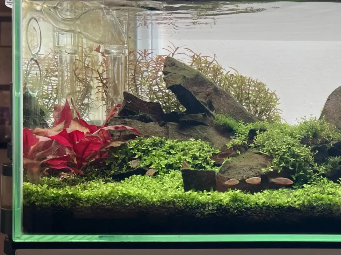 Un aquarium planté avec des poissons rouges nageant parmi la verdure luxuriante. La **Proserpinaca palustris** forme un tapis dense, contrastant avec les feuilles rouges vives et les rochers sombres.