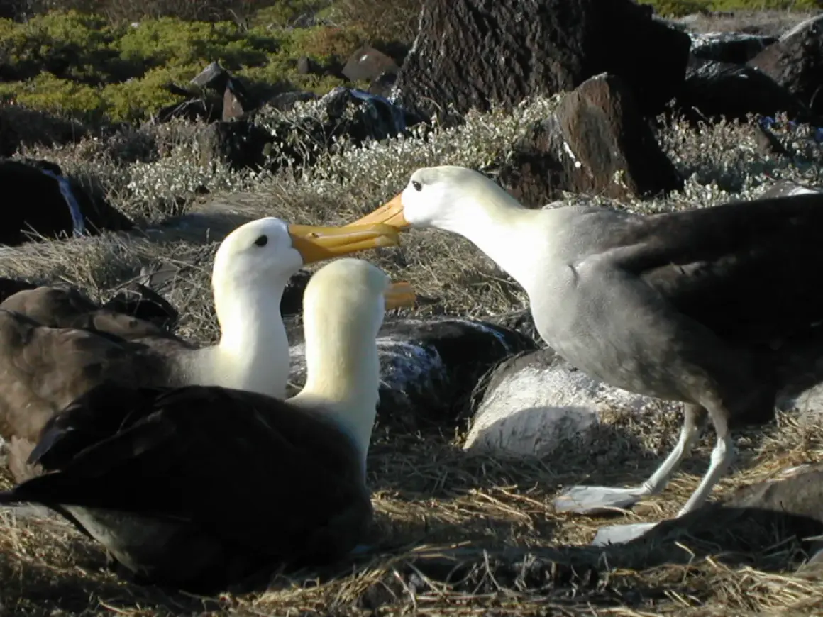 Två albatrosser i Sverige möts med näbbarna. En tredje albatross syns i bakgrunden.