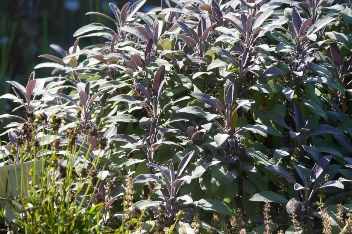 Ein Salbeibusch im Sonnenlicht. Die Blätter sind leicht violett und weich. Salbei wird oft für seine beruhigende Wirkung auf den Schlaf geschätzt.