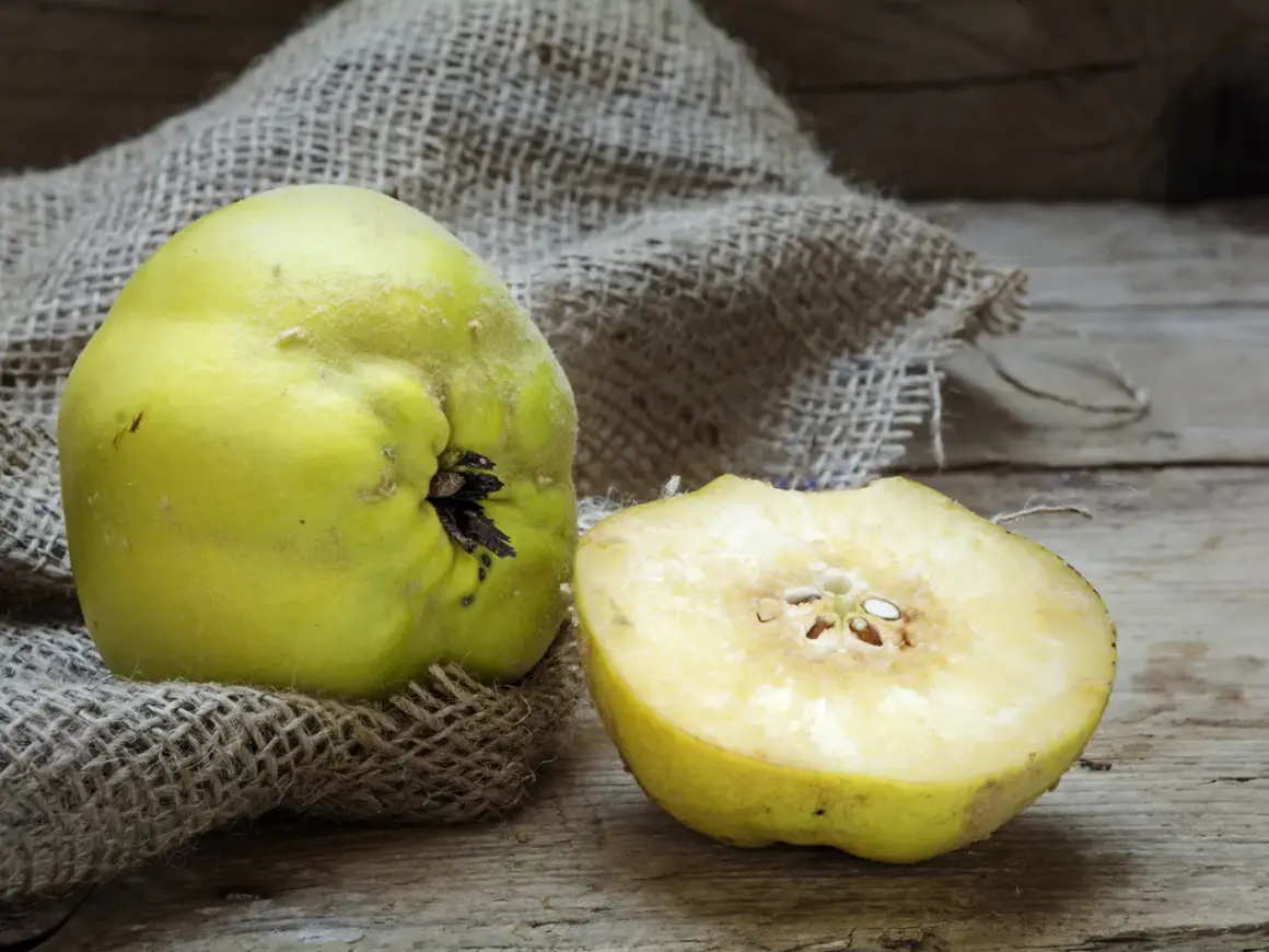Eine ganze und eine halbe Quitte liegen auf grobem Leinen. Die Frucht ist gelbgrün und leicht flaumig. Man fragt sich, wie schmeckt quitte wohl?