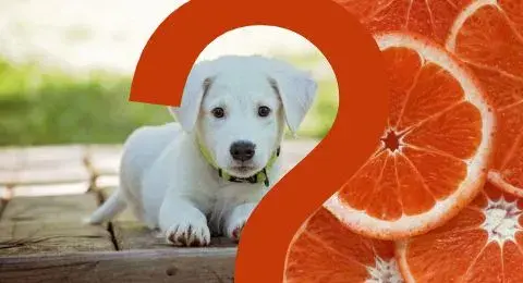 Czy pies może jeść pomarańcze? Poznaj fakty i zagrożenia
