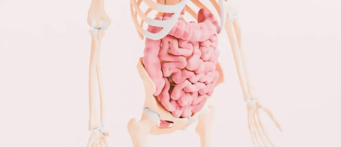 Anatomia jelit w szkielecie. Zrozumienie, celiakia co to, jest kluczowe dla zdrowia układu pokarmowego.