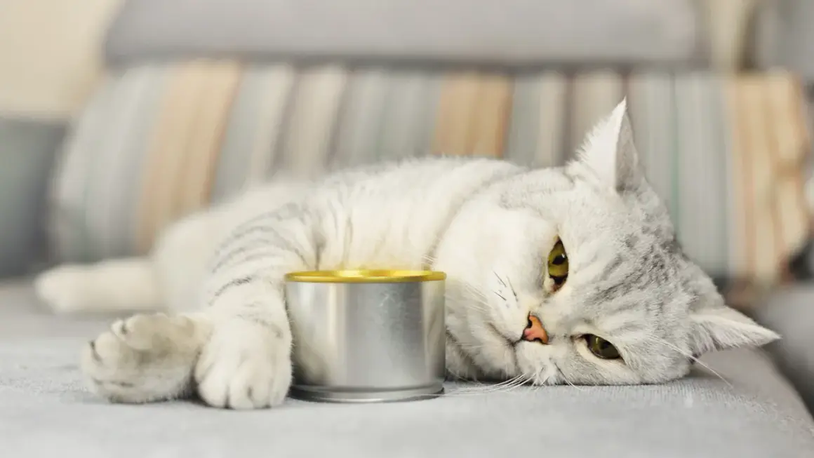 Graue Katze liegt neben einer Dose Futter, die sie kaum anrührt. Sie hat wohl keinen großen Hunger.