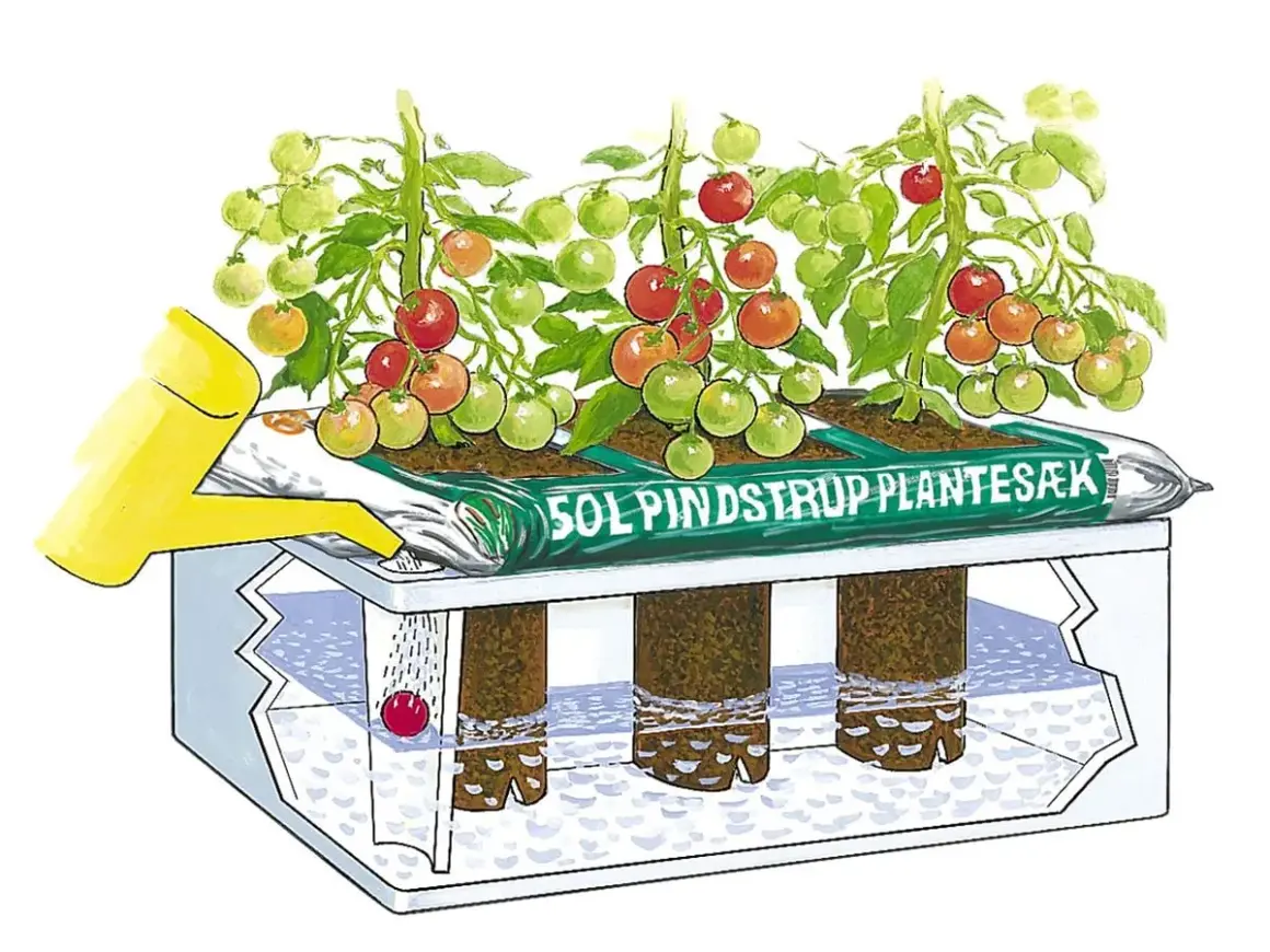 Tomater växer i en autopot-odling. En gul vattenkanna vattnar plantorna som står i en påse med jord. Rötterna hänger ner i en behållare med vatten.