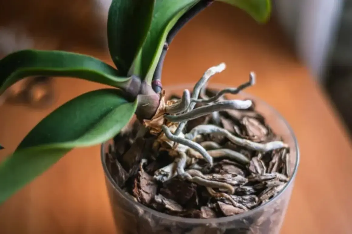 Mon orchidée ne fait que des feuilles et des racines, mais ses racines sont si belles et bien développées dans leur pot transparent.