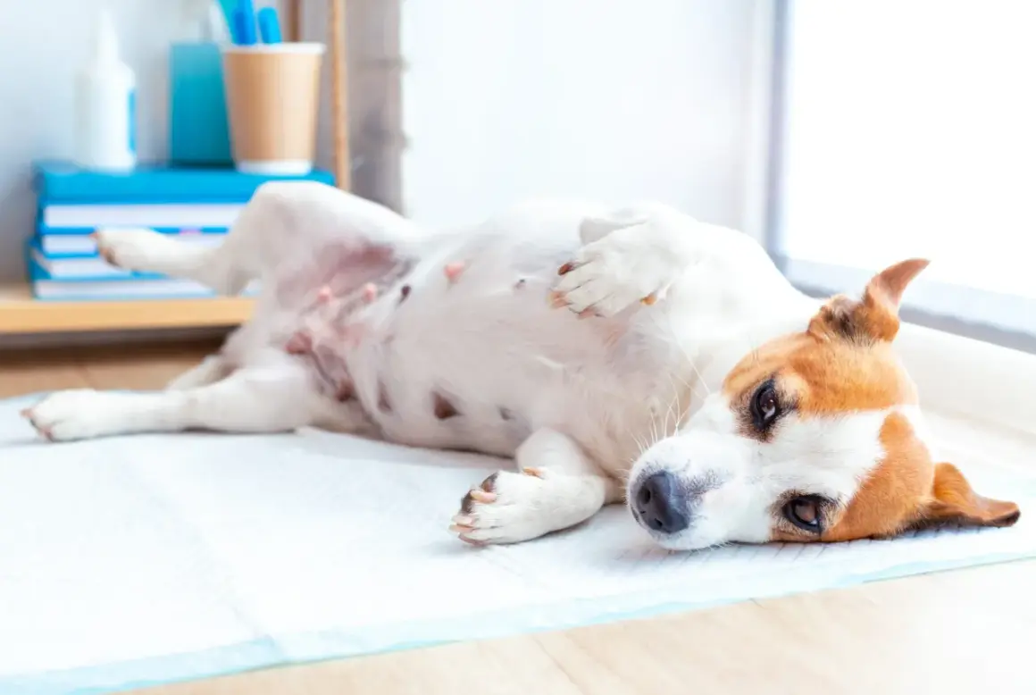 Perro Jack Russell con síntomas de giardia, acostado en una alfombrilla absorbente.