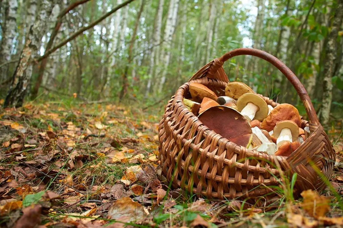 Cesta de mimbre llena de setas de mayo, recién recolectadas en el bosque.