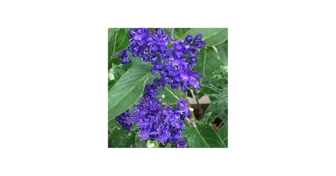 Blå blommor i en perovskia blue spire-liknande klunga, med gröna blad.