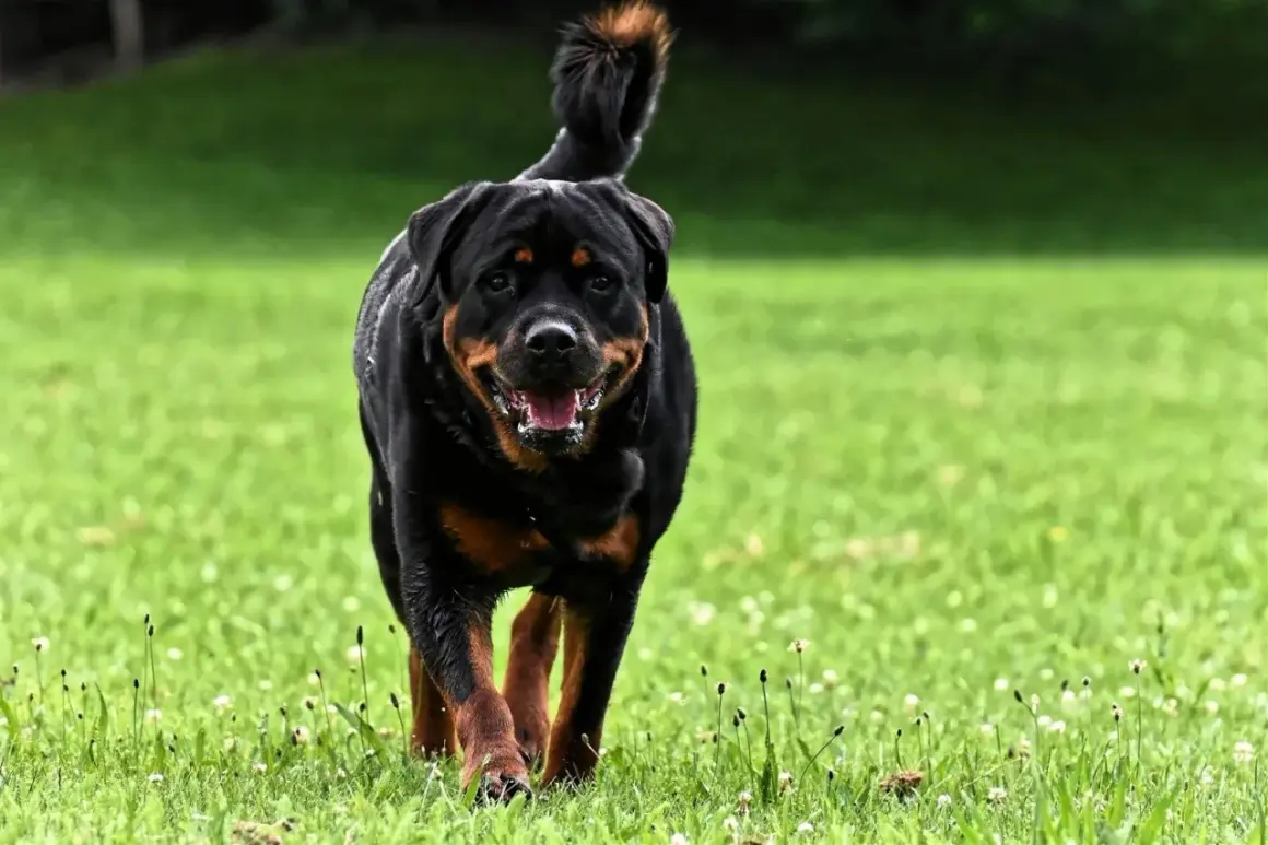 Potężny Rottweiler, często zaliczany do najgroźniejszych ras psów, biegnie po zielonej trawie z radosnym uśmiechem.