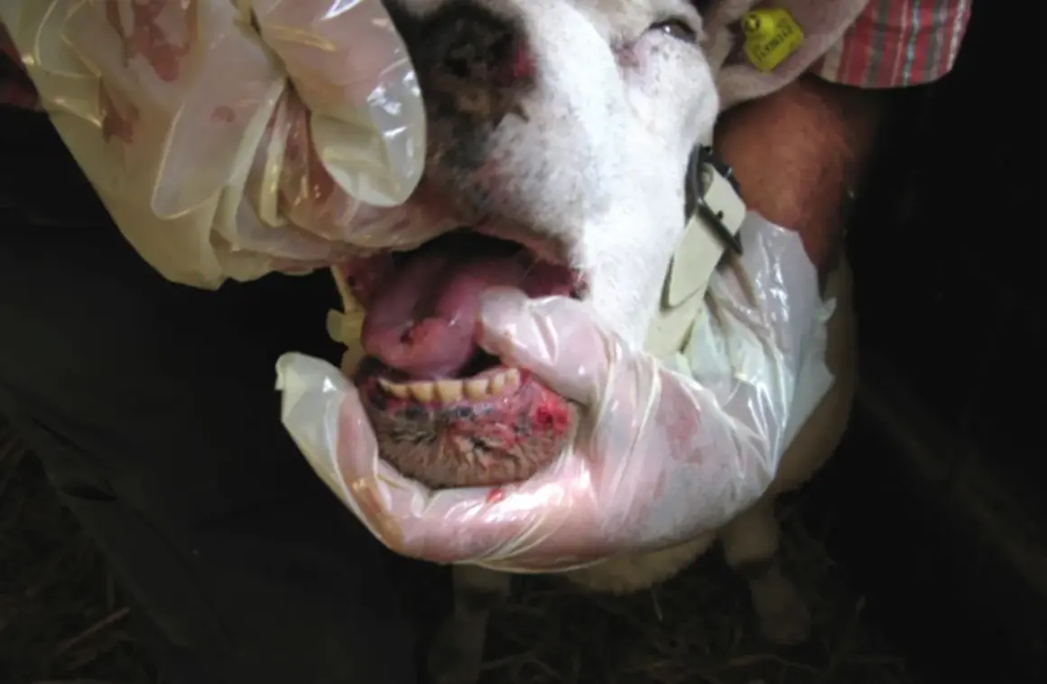 Un ovino con lesioni alla bocca e la lingua blu, esaminato da mani guantate.
