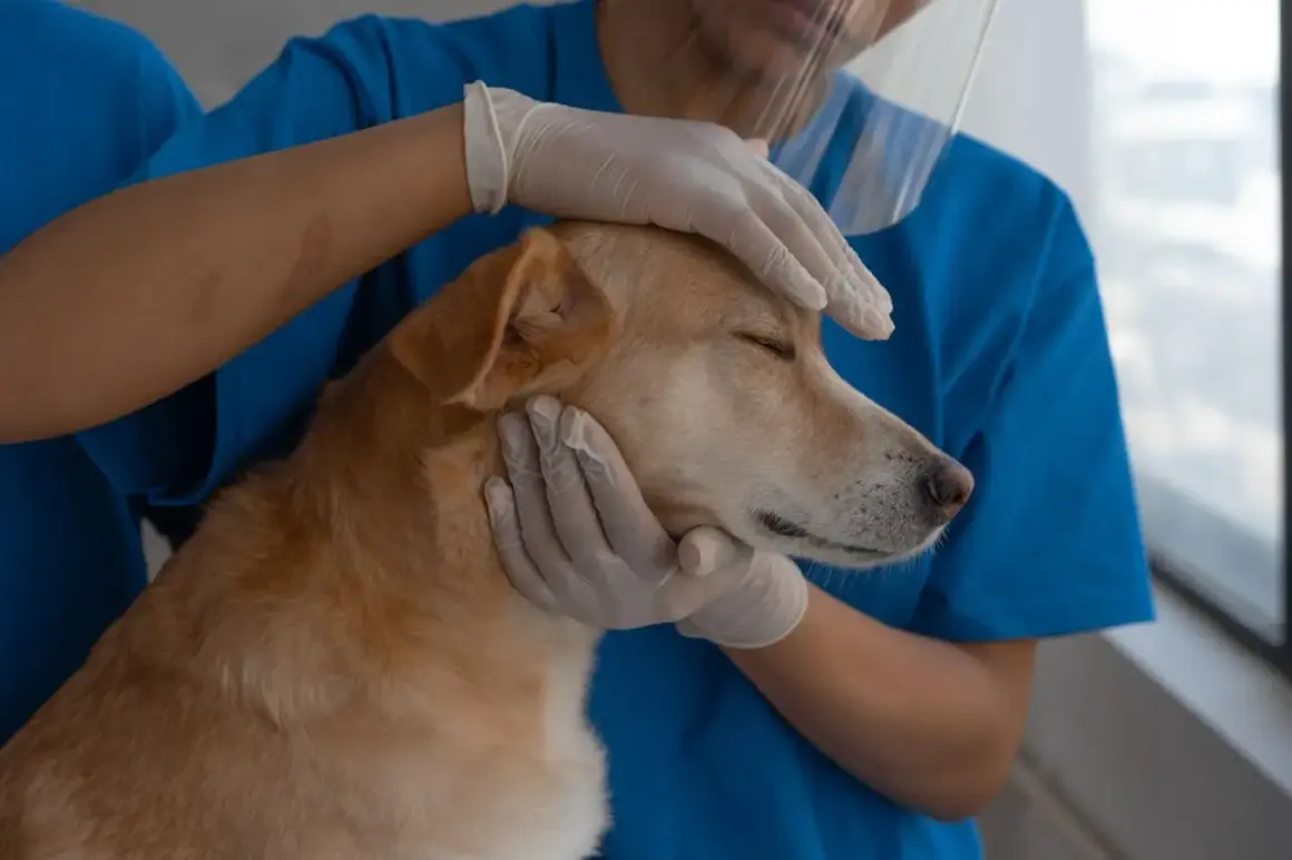 Un veterinario homeópata examina con ternura a un perro, transmitiendo calma y cuidado.