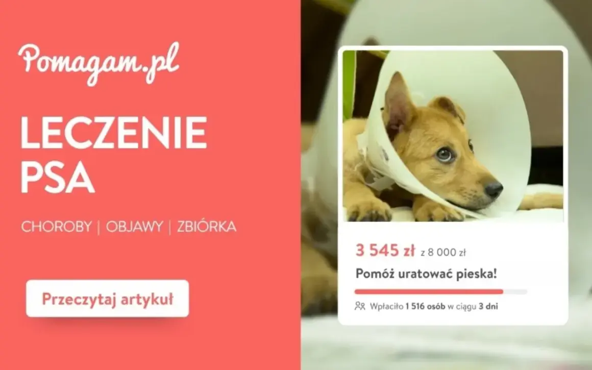 Chory piesek w kołnierzu potrzebuje pomocy. Dowiedz się, ile kosztuje badanie psa i jak możesz pomóc.