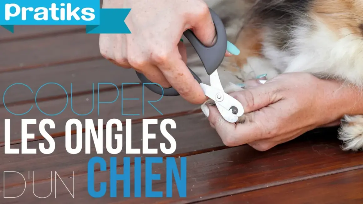 Des mains coupent les ongles d'un chien avec un coupe-ongles spécial.