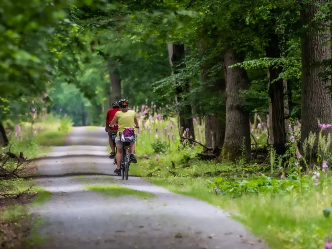 Dwie osoby na rowerach przemierzają malowniczą aleję, być może najdłuższą trasę rowerową w Polsce, wśród zieleni i kwitnących kwiatów.