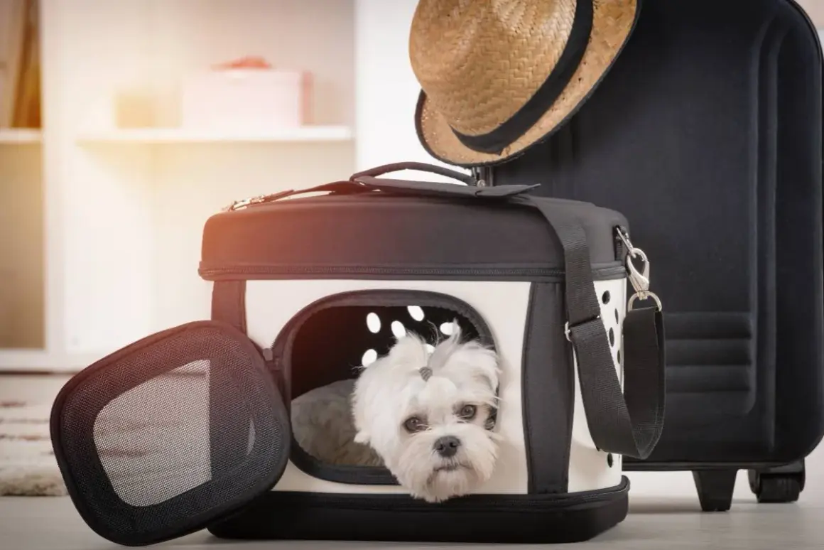 Un adorabile cagnolino bianco spunta da un marsupio per cani fai da te, pronto per un viaggio.