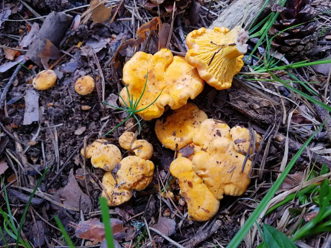 Cotos de setas amarillas en el suelo del bosque de Huesca, rodeados de hojas secas y agujas de pino.