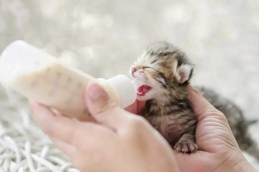 ¿Es buena la leche para los gatos? Lo que necesitas saber sobre su salud