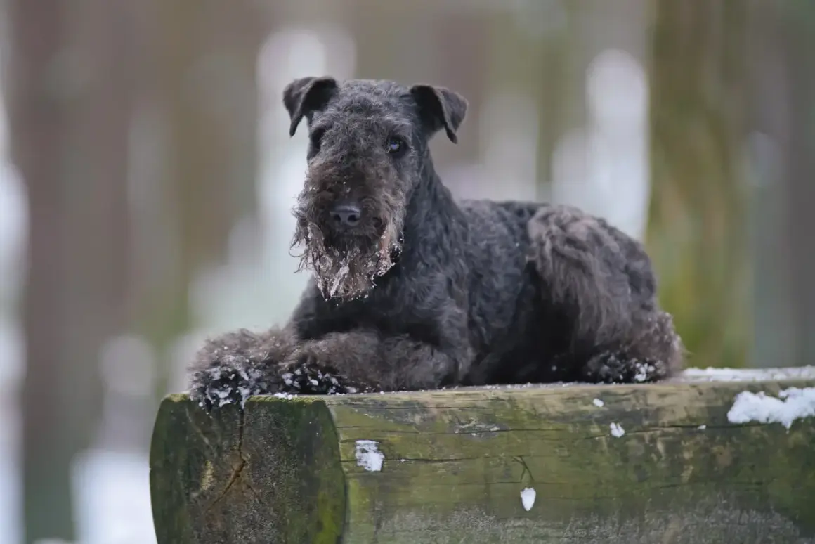 Un Lakeland Terrier nero, con la barba imbiancata dalla neve, riposa su un tronco d'albero in un bosco invernale.