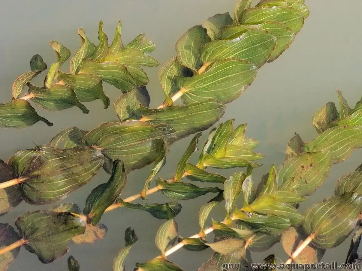 Plantes aquatiques vertes, feuilles ovales et nervurées du Potamogeton perfoliatus flottant à la surface de l'eau claire.