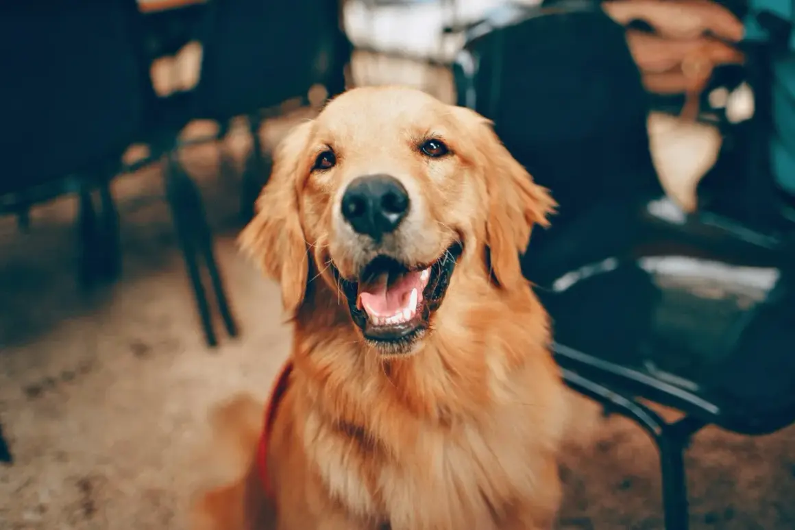 Uśmiechnięty golden retriever, jak pies przeprasza po psocie. Wesołe spojrzenie i otwarty pyszczek.