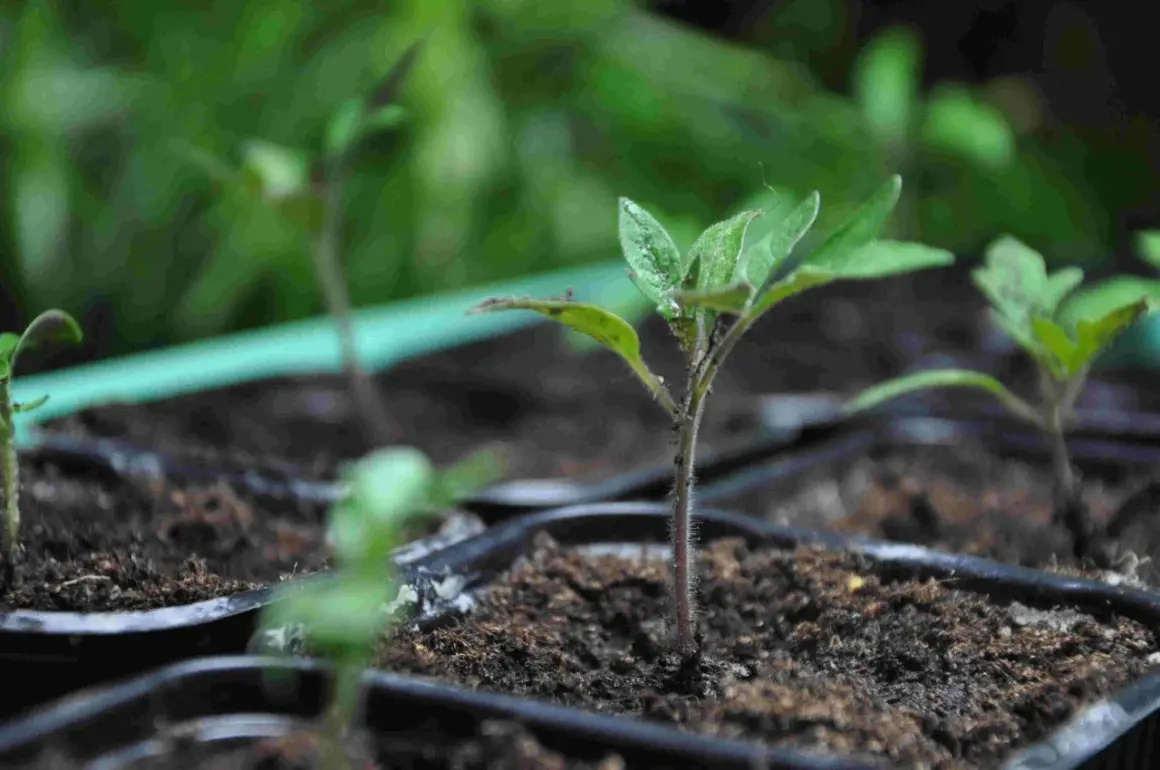 Små tomatplantor med ludna stjälkar växer i svarta krukor, redo att planteras ut.