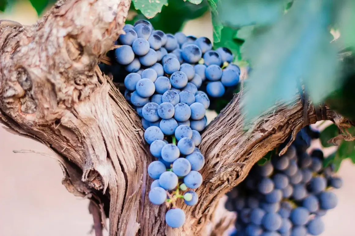 Reife blaue Trauben hängen an einem alten Rebstock. Diese Trauben sind die Grundlage für die besten Pomerol-Weine.