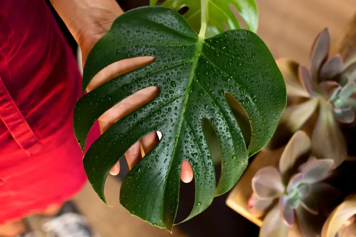 Monstera z kropelkami wody na liściu, obok sukulentów. Jaka doniczka będzie najlepsza dla tej pięknej rośliny?