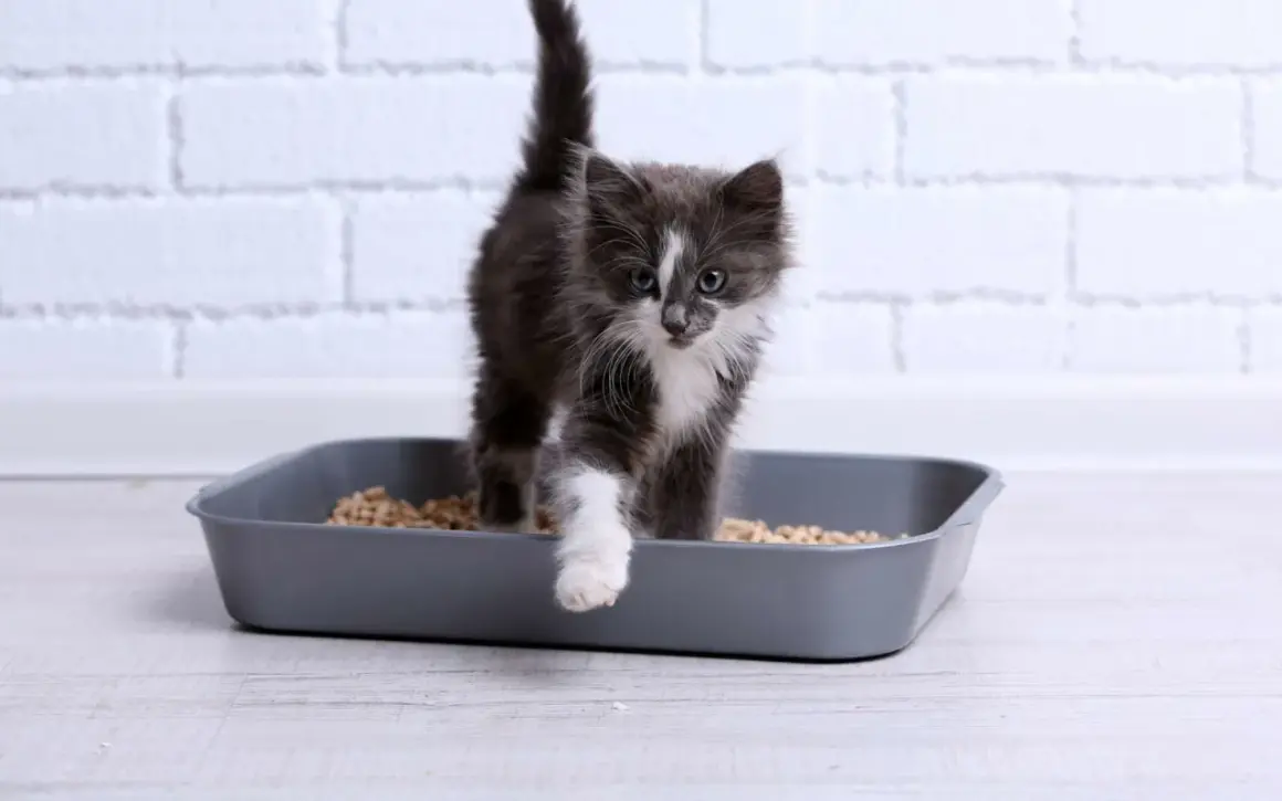 Un chaton gris et blanc sort d'une litière. Il est important de surveiller les symptômes d'infection urinaire chez le chat, comme des changements dans ses habitudes de toilettage.