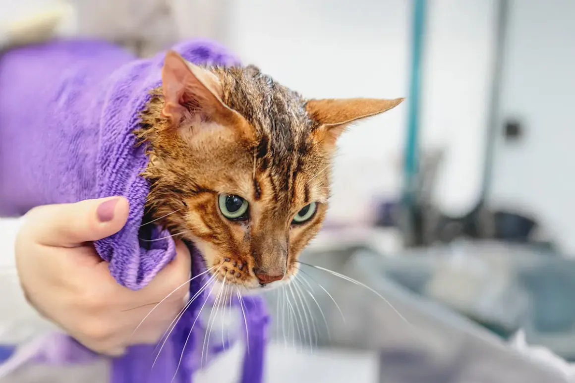 En person håller en blöt bengalisk katt insvept i en lila handduk efter att ha fått duscha katten.