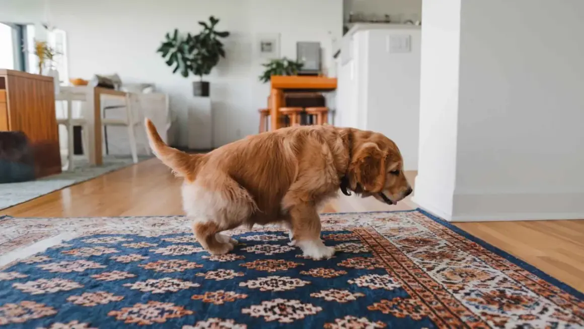 Cachorro golden retriever en alfombra. Si tu perro hace pis, aprende como quitar el olor a pis de perro.