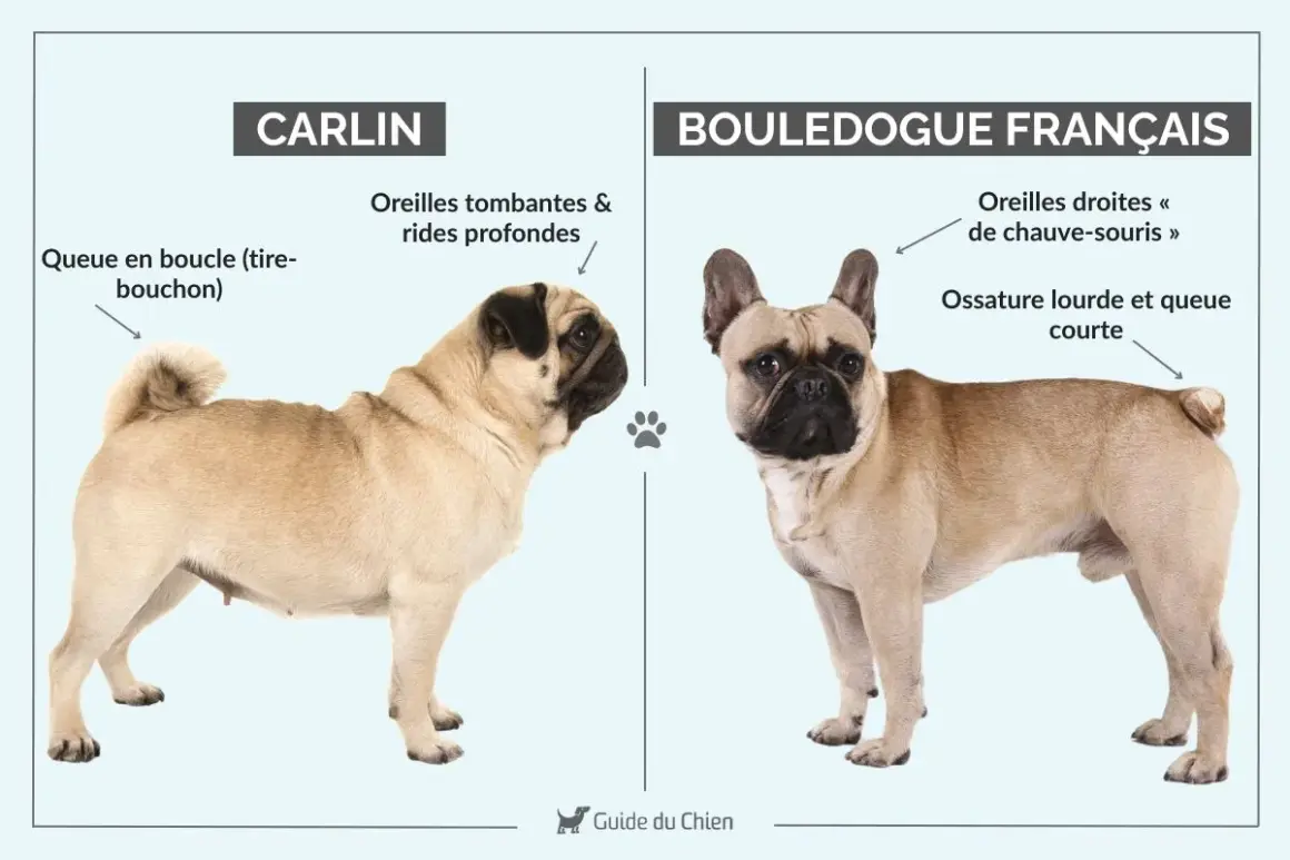 Un bouledogue français, au regard intense, se tient fièrement, contrastant avec le carlin. Malgré son allure parfois jugée boudeuse, ce bouledogue français n'est pas dangereux.