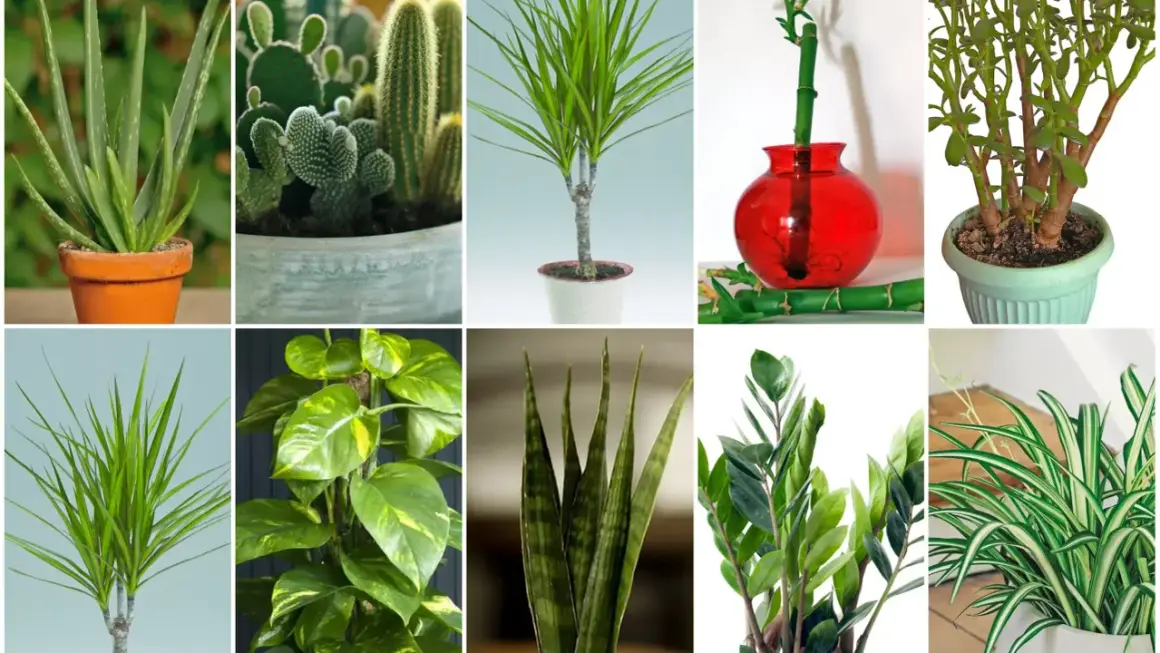 Kolekcja kwiatów doniczkowych: aloes, kaktusy, dracena, bambus, grubosz, epipremnum, sansewieria, zamiokulkas, zielistka.