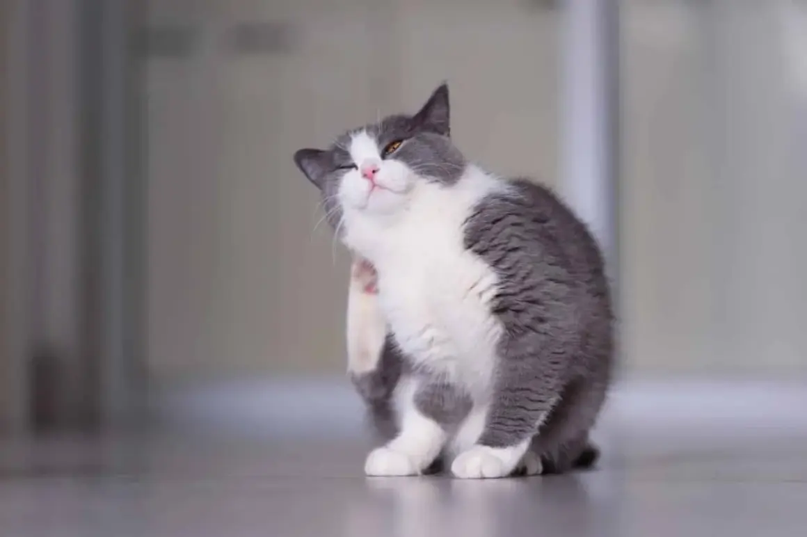 Un chat gris et blanc se gratte l'oreille, cherchant un remède de grand-mère pour ses démangeaisons.