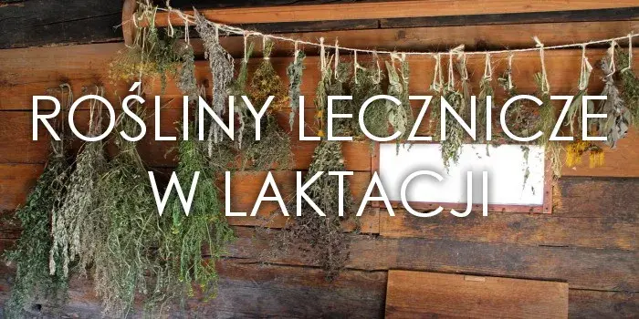 Szałwia na laktację: Ile pić, by bezpiecznie wyciszyć mleko?