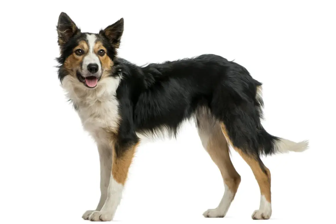 Un Border Collie, chien de catégorie intelligente, pose fièrement, prêt pour l'aventure.