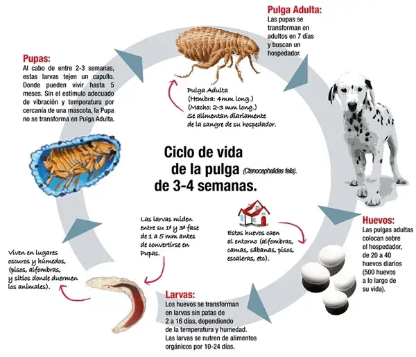 ¿Cuánto miden las pulgas? Tamaños que sorprenden y afectan a tus mascotas