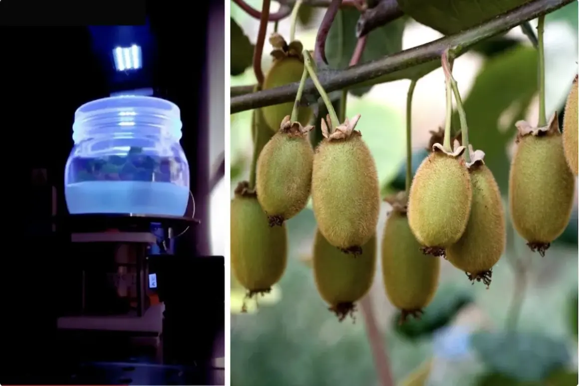 Kiwi maturi su ramo e un barattolo con liquido blu sotto luce UV, parte di un calendario trattamenti kiwi.