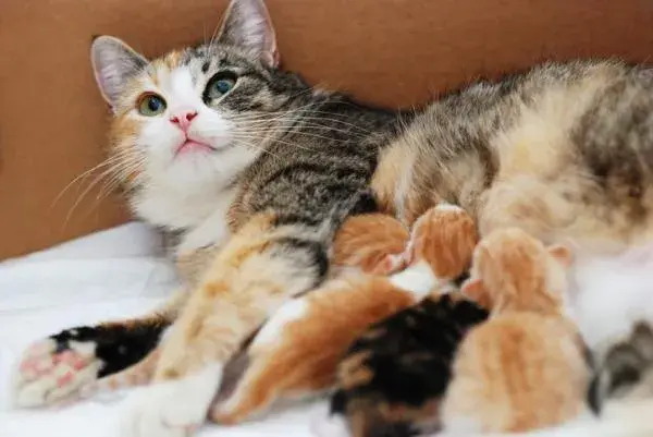 Cuánto dura el embarazo de un gato y qué hacer si se retrasa