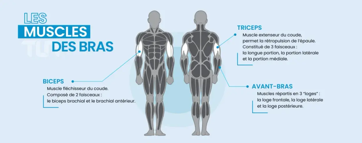 Anatomie des muscles des bras : biceps, triceps et avant-bras.