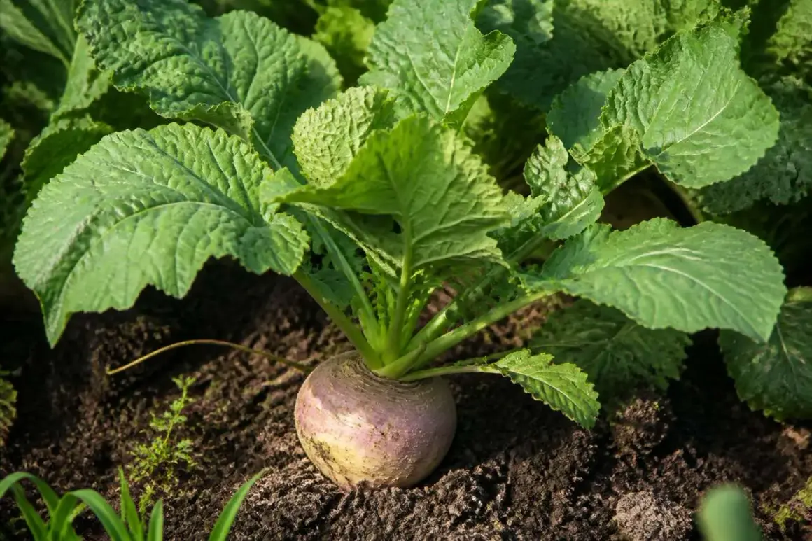 Un rutabaga à moitié déterré, ses feuilles vertes luxuriantes s'étendant sur la terre sombre. La culture du rutabaga est une tradition ancestrale.