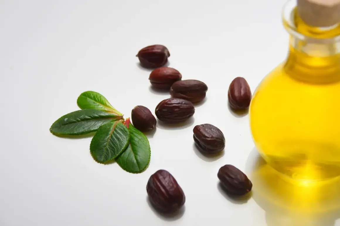 Semi di jojoba, foglie e una bottiglia di olio dorato. Informazioni su olio di jojoba controindicazioni.