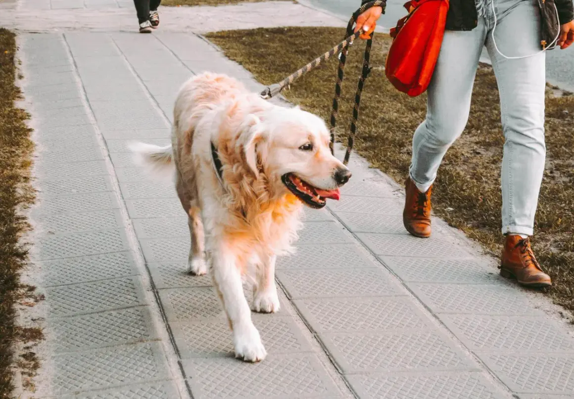 Złoty retriever idzie przy nodze właściciela. To przykład, jak nauczyć psa chodzenia przy nodze, by spacer był przyjemnością dla obu stron.
