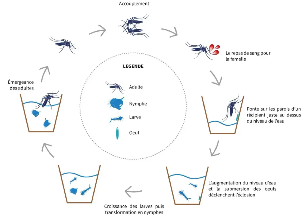 Cycle de vie du moustique : accouplement, repas de sang, ponte des œufs (nid de moustiques), éclosion, croissance des larves et nymphes, puis émergence des adultes.