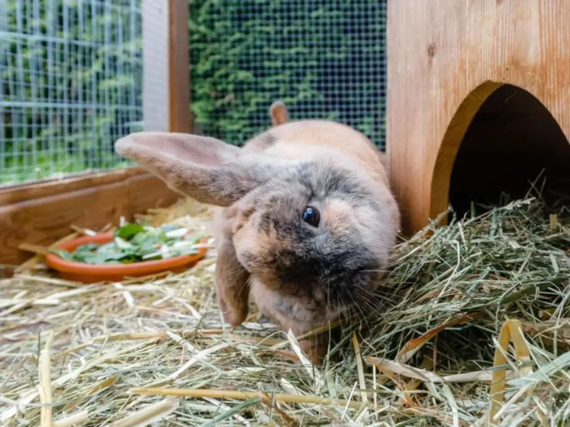 Ein Kaninchen niest ohne Schnupfen, um sich im Heu zu bewegen. Es hat braunes und graues Fell und sitzt neben seinem Holzhaus.
