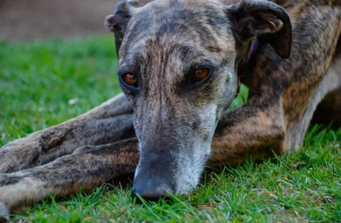 Un galgo inglés de pelaje atigrado descansa sobre la hierba, con sus ojos ambarinos mirando fijamente.