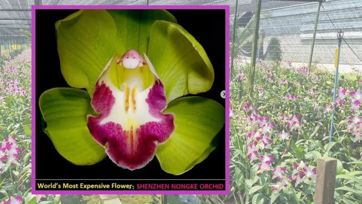 Wyjątkowa orchidea Shenzhen Nongke, znana jako najdroższy kwiat świata, kwitnie w szklarni.