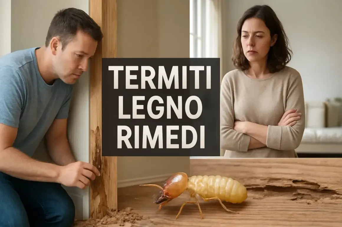 Coppia preoccupata scopre un nido di termiti in casa, con un insetto che divora il legno.